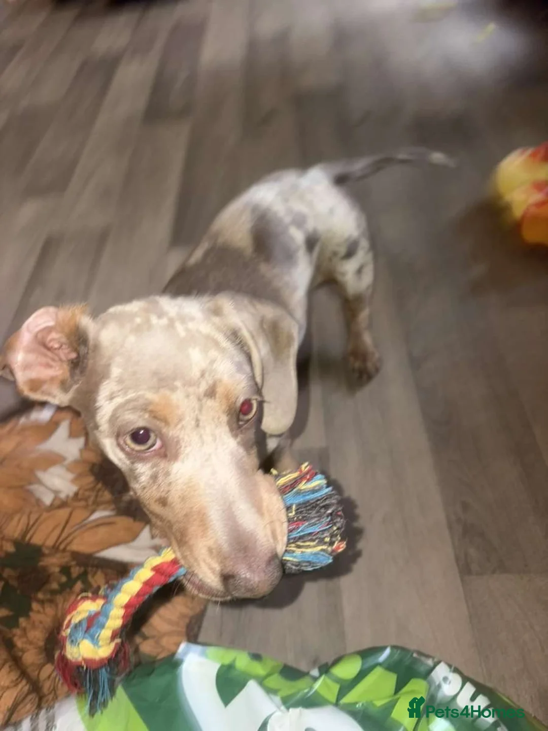 Dachshund dogs for sale: Dachshund Lady in Peterlee - Advert 2