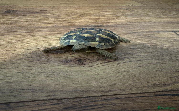 Hermann Tortoise reptiles - Advert 1