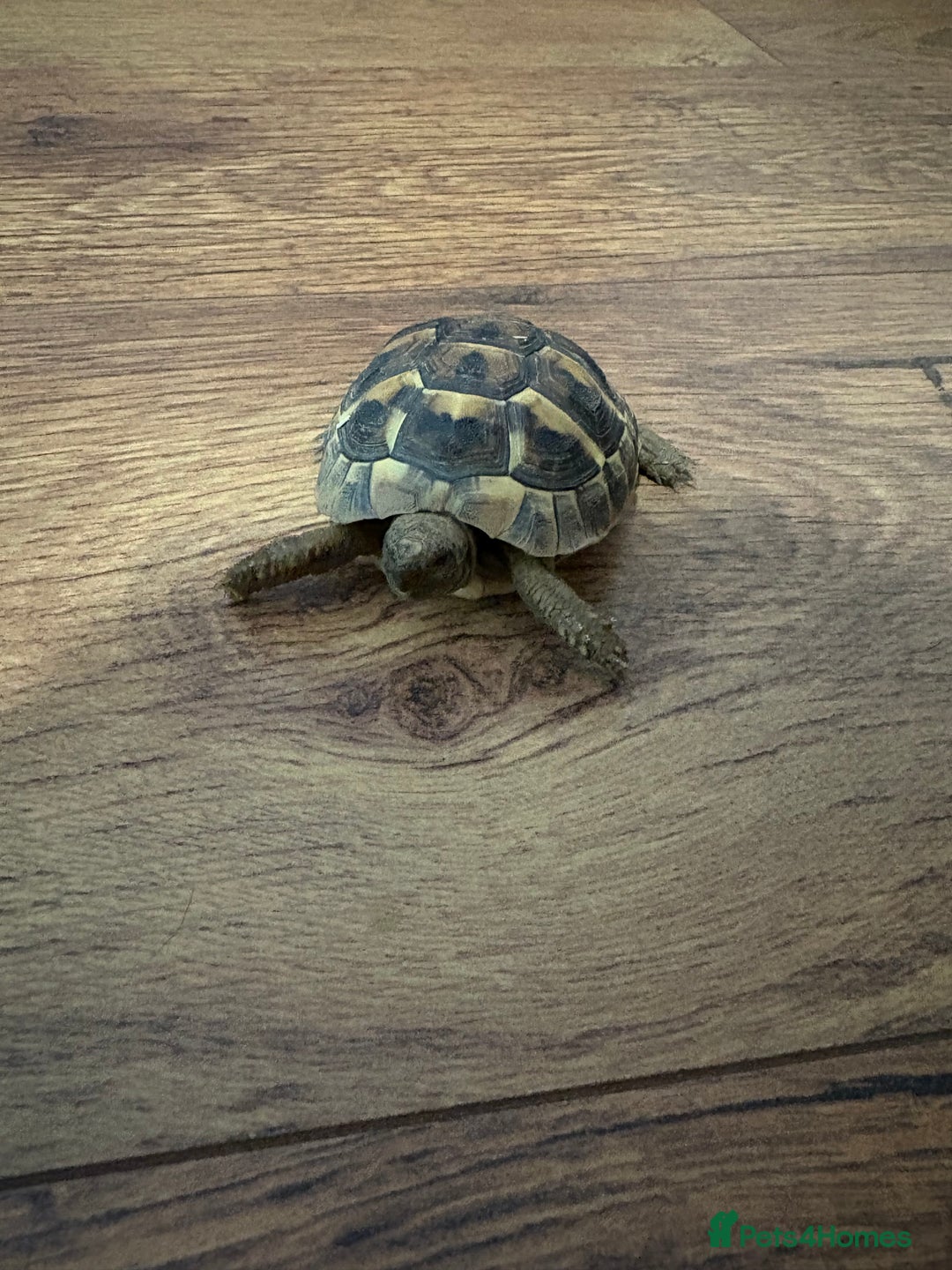 Hermann Tortoise reptiles for sale: 9 month old Herman’s Tortoise  - Image 1