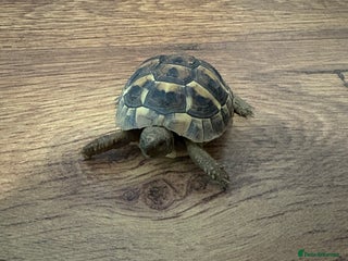 Hermann Tortoise reptiles - Advert 6
