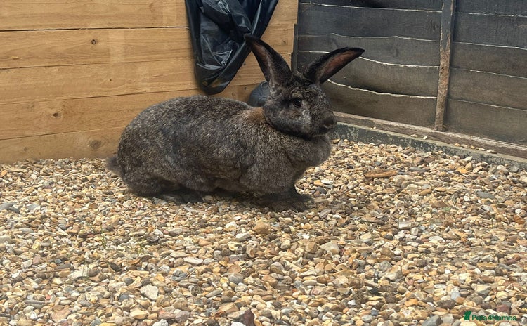 Continental Giant rabbits - Advert 2