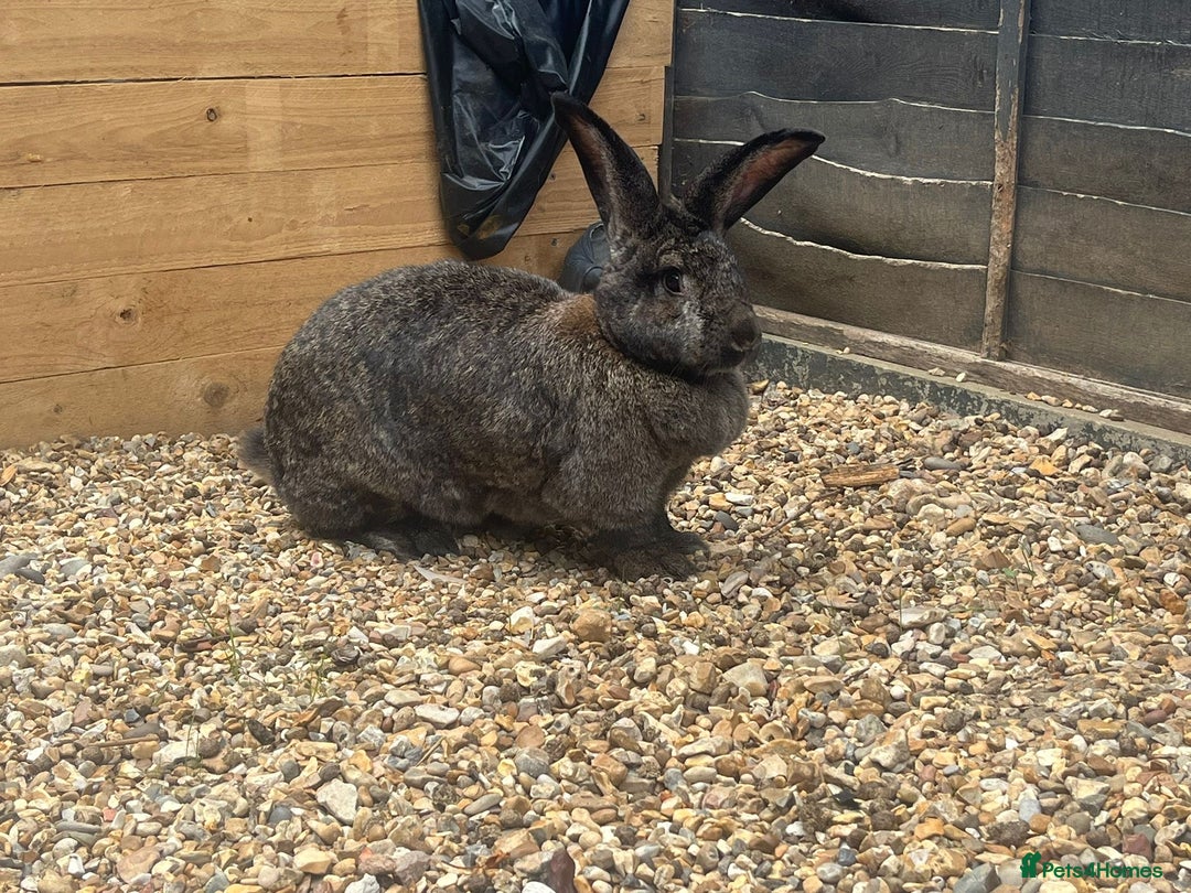 Continental Giant rabbits for sale: Free mum,& baby continental giants to good homes  - Image 6
