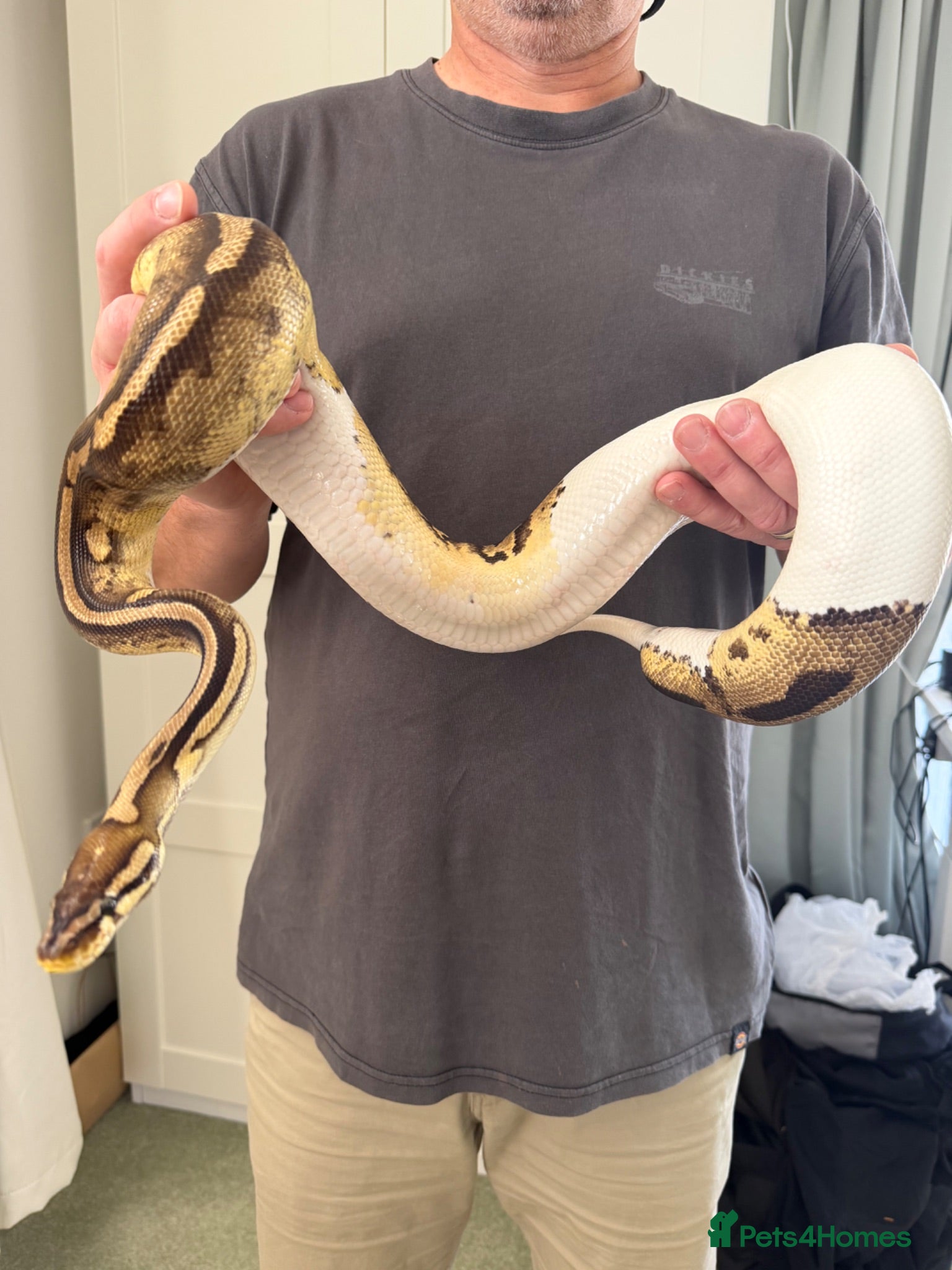 Python Snake reptiles X2 Ball Pythons - Advert 1