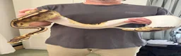 Python Snake reptiles for sale: X2 Ball Pythons in Waterlooville - Advert 1