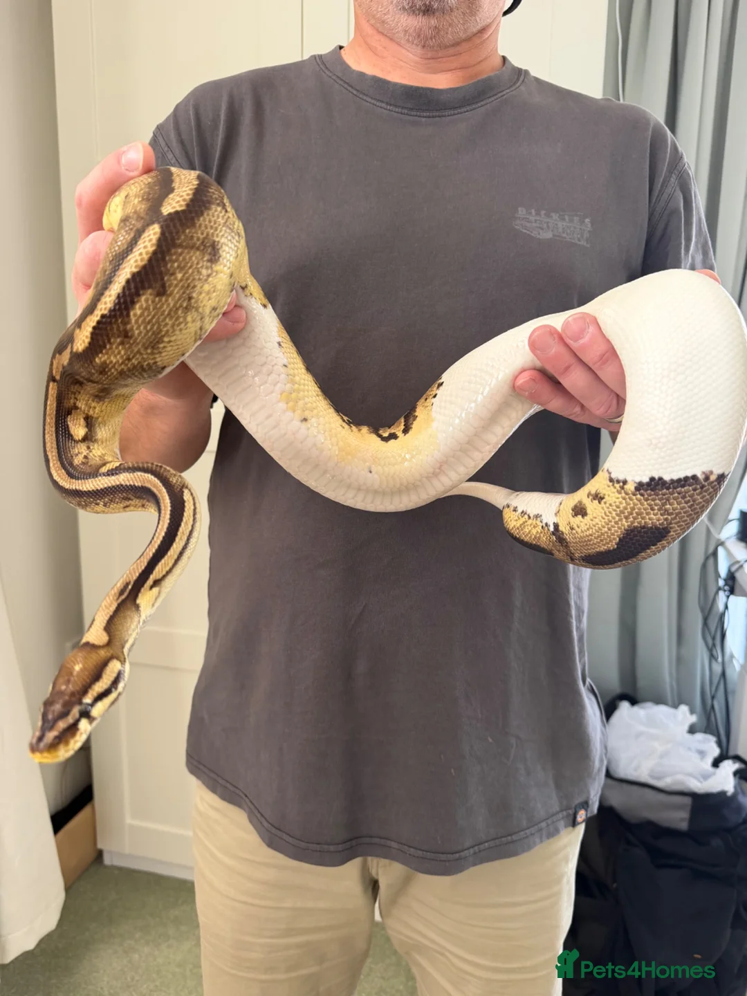 Python Snake reptiles for sale: X2 Ball Pythons in Waterlooville - Advert 1
