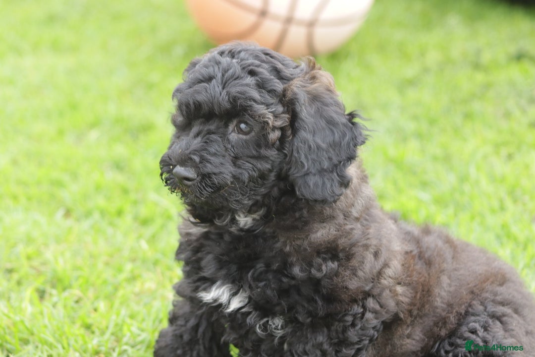 Poochon dogs for sale: F1 Poochon puppy for sale - Image 32