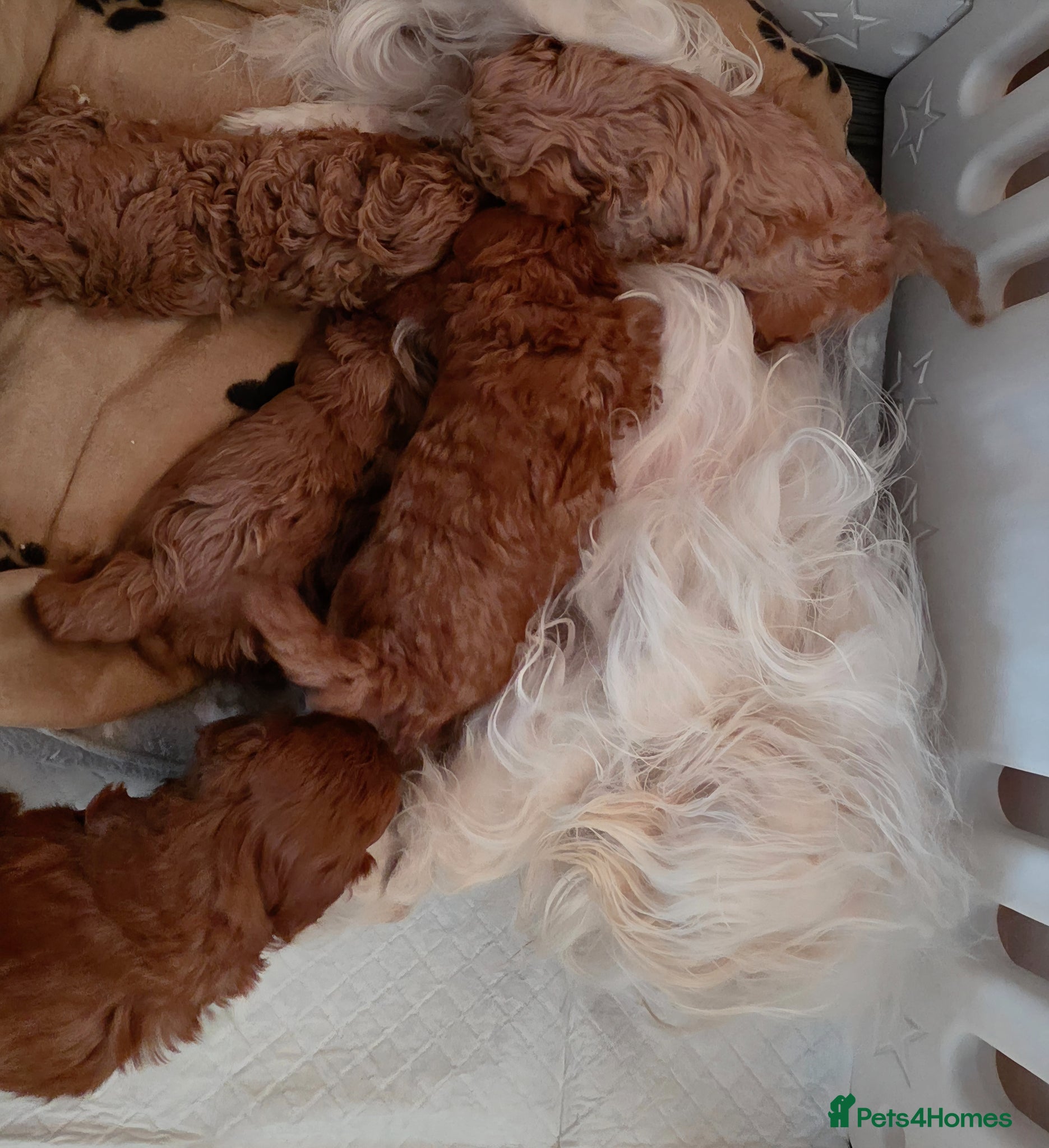 Maltipoo dogs 🐶 Beautiful Maltipoo Puppies for Sale 🐶 - Advert 1