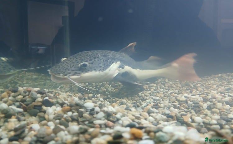 Other/Mixed Breed fish - Advert 6