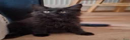 Maine Coon cats for sale: Pure Maine Coon Kittens - Denis & Doris in Huddersfield - Advert 11