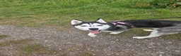 Siberian Husky dogs for sale: Siberian husky for sale  in Exeter - Advert 4