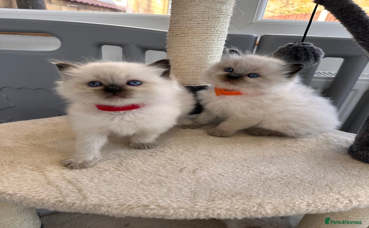 Ragdoll cats - Advert 3