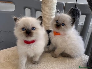 Ragdoll cats - Advert 25