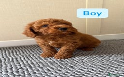 Cockapoo dogs for sale: 6 stunning cockapoo puppies  - Image 2