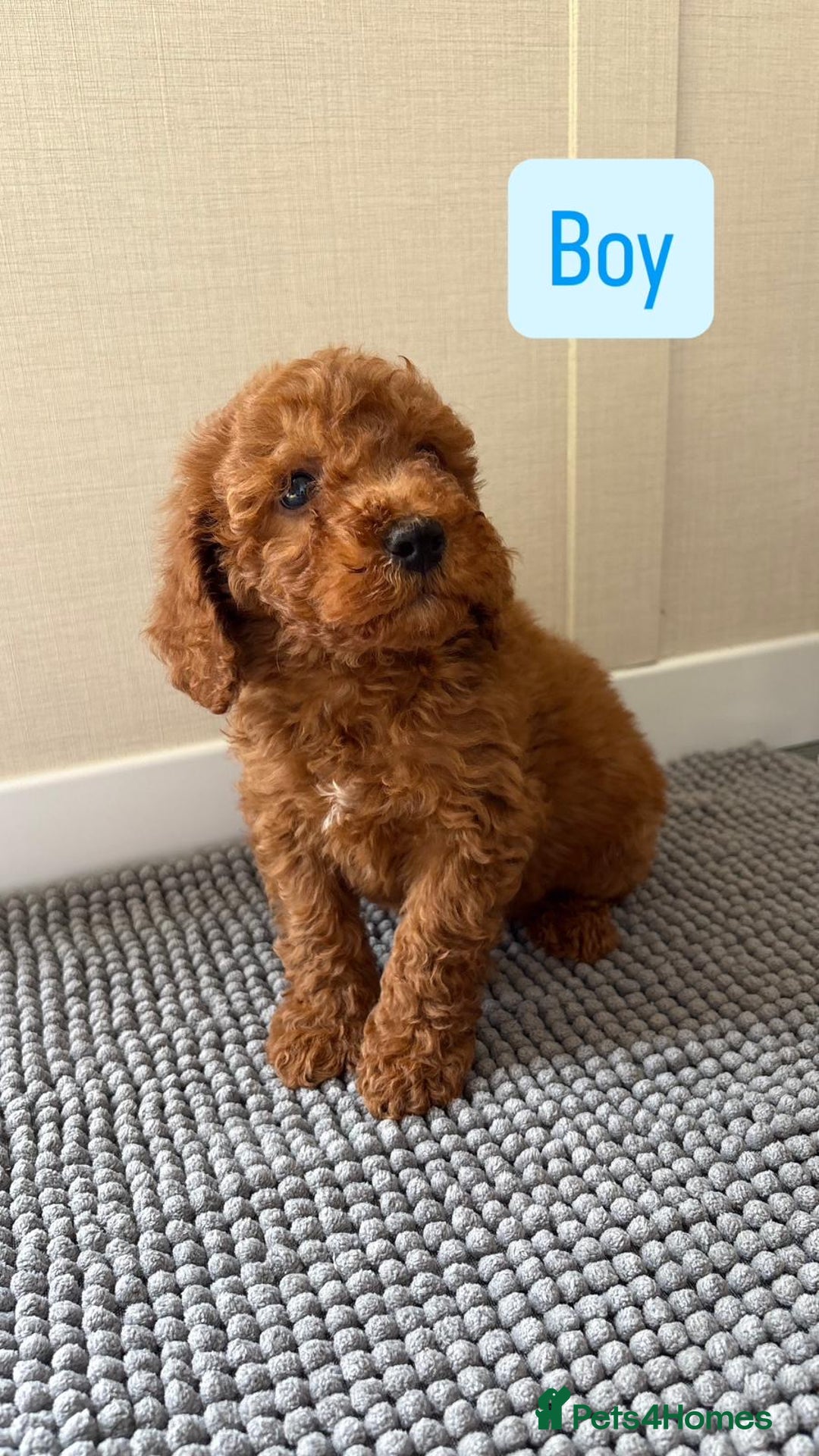 Cockapoo dogs for sale: 6 stunning cockapoo puppies  - Image 2