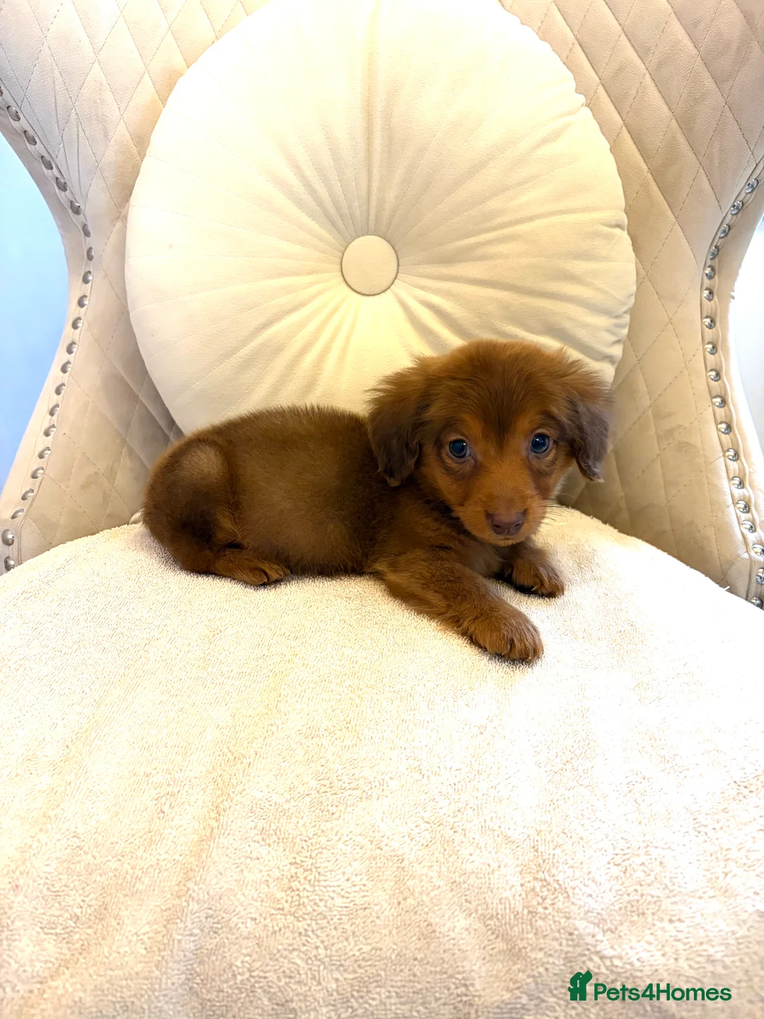 Miniature Dachshund dogs for sale: Dachshund puppy only 1 Boy still available  - Advert 6