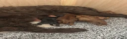 Cockapoo dogs for sale: Beautiful miniature cockapoos - Advert 9