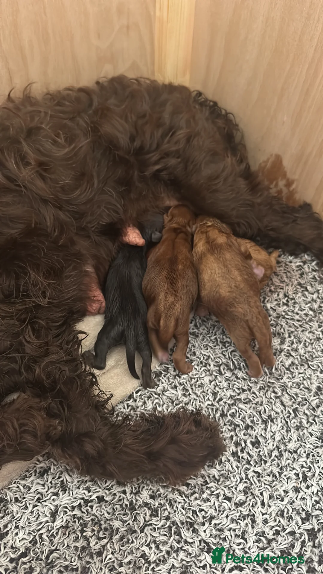 Cockapoo dogs for sale: Beautiful miniature cockapoos - Advert 9