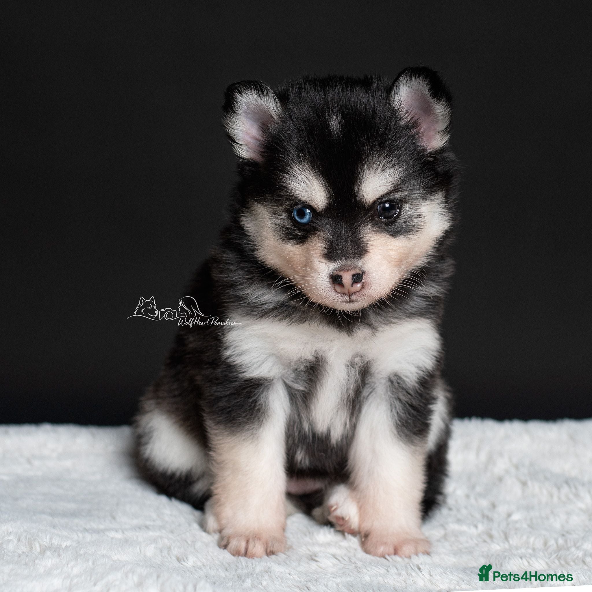 Pomsky dogs 5 girls and 3 boys are searching for 5 star homes - Advert 1