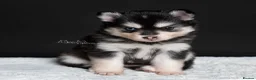 Pomsky dogs for sale: 5 girls and 3 boys are searching for 5 star homes - Advert 1