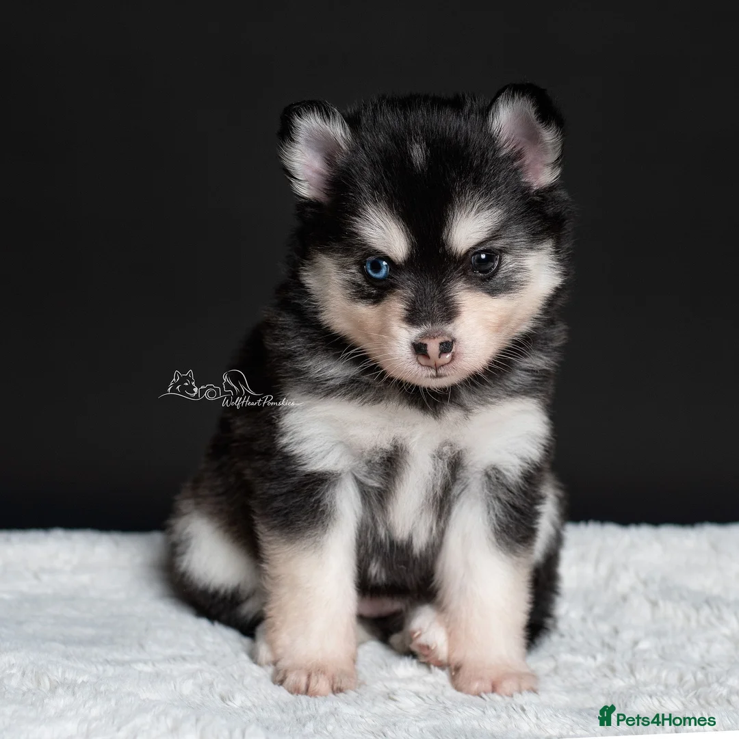 Pomsky dogs for sale: 5 girls and 3 boys are searching for 5 star homes - Advert 1