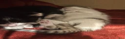 Snowshoe cats for sale: Two snowshoe x domestic kittens  - Advert 10