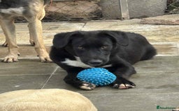 Mixed Breed dogs for adoption: Barney - Norwich norfolk  - Image 13
