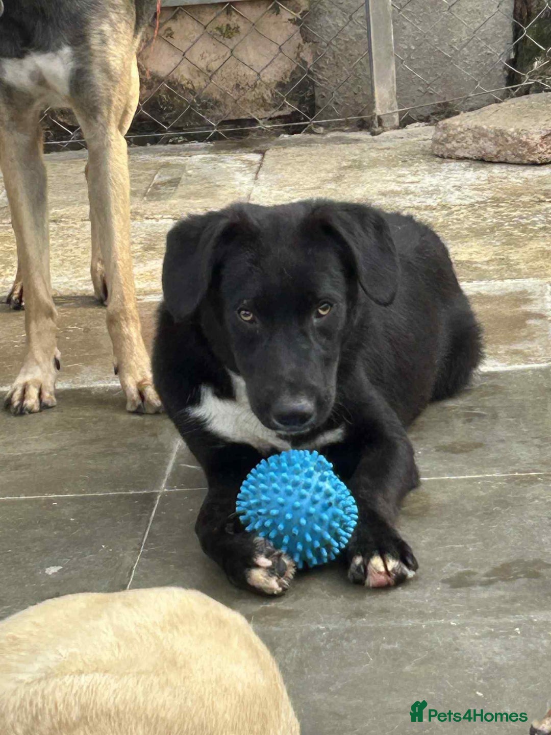 Mixed Breed dogs for adoption: Barney - Norwich norfolk  - Image 13