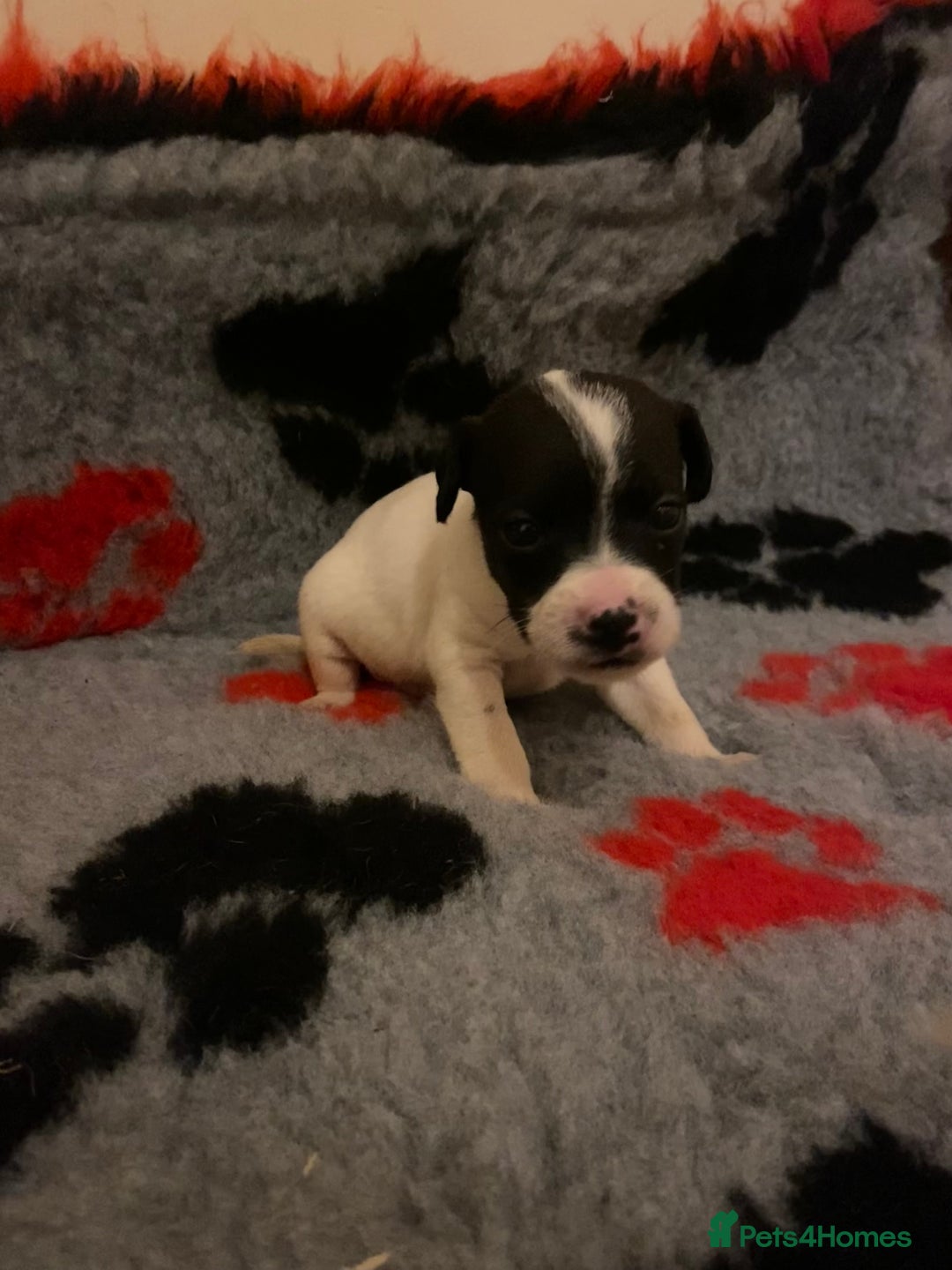 Jack Russell dogs for sale: Jack Russell puppies *SHORT LEGGED* - Advert 18