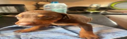 Dobermann dogs for sale: Beautiful Doberman puppues - Advert 22