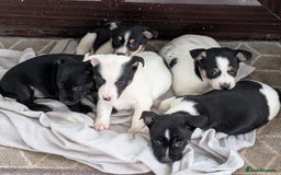 Jack Russell dogs for sale: Jack Russell  - Advert 7
