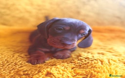 Dachshund dogs for sale: dachshund puppies  - Image 17