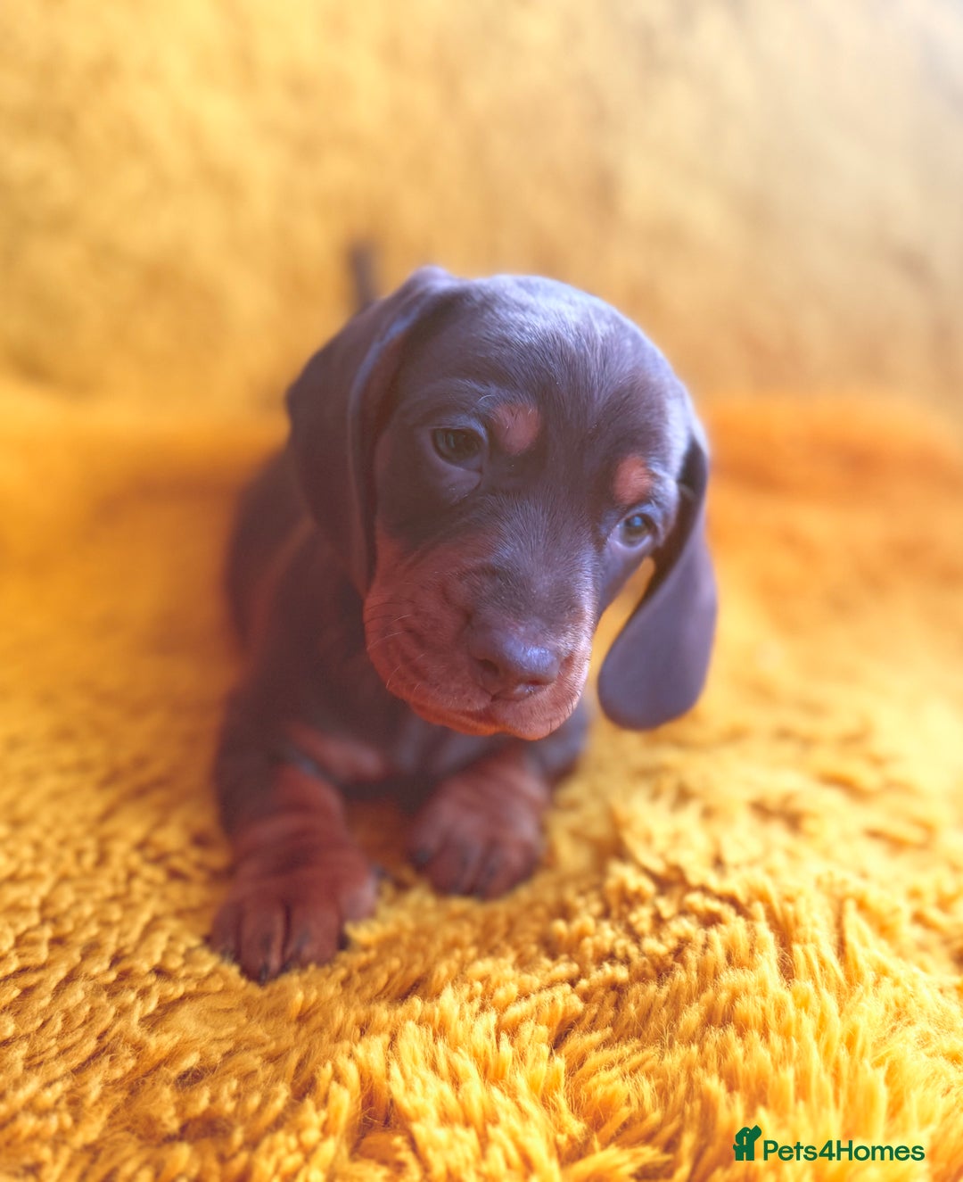 Dachshund dogs for sale: dachshund puppies  - Image 17