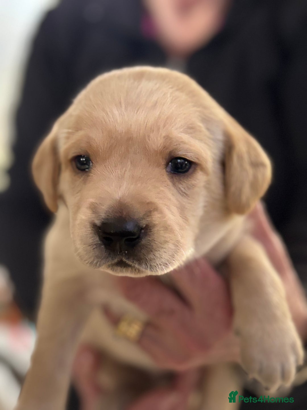 Labrador Retriever dogs for sale: HOME REARED KENNELCLUB REGISTERED LABRADOR PUPPIES - Advert 18
