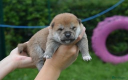 Japanese Shiba Inu dogs for sale: Beautiful Japanese Shiba Inu Puppies - Image 19