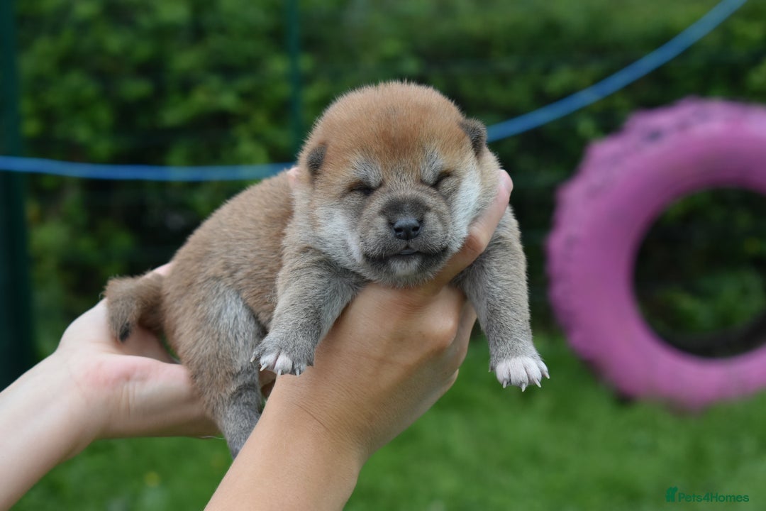 Japanese Shiba Inu dogs for sale: Beautiful Japanese Shiba Inu Puppies - Image 19
