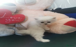 Scottish Fold cats for sale: Scottish Fold/Straight Kittens  - Image 25