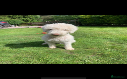 Mixed Breed dogs for sale: Bedlington Whippet - Image 11