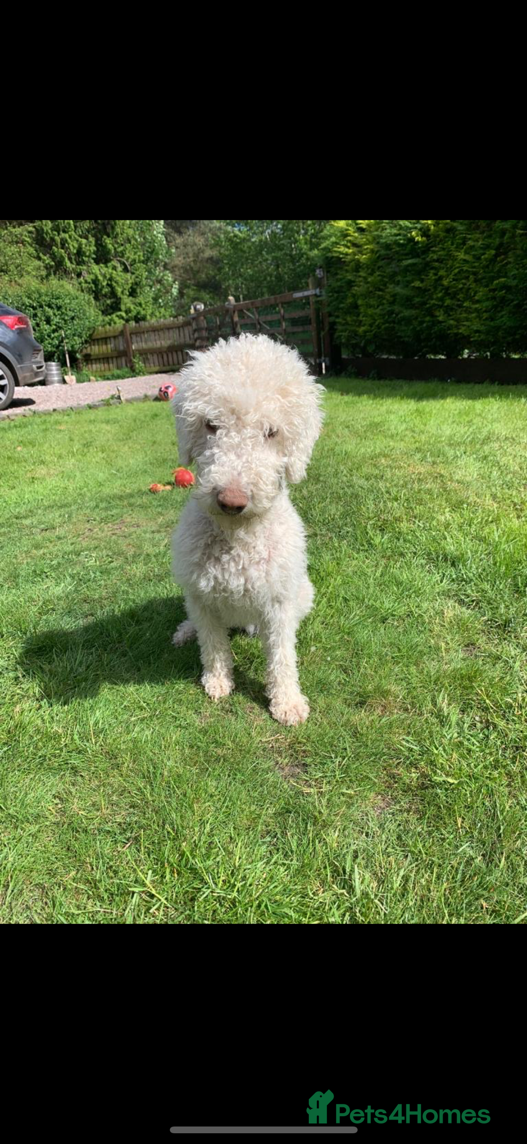 Mixed Breed dogs for sale: Bedlington Whippet - Image 11