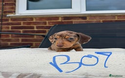 Miniature Dachshund dogs for sale: Miniature Dachshund - Image 13