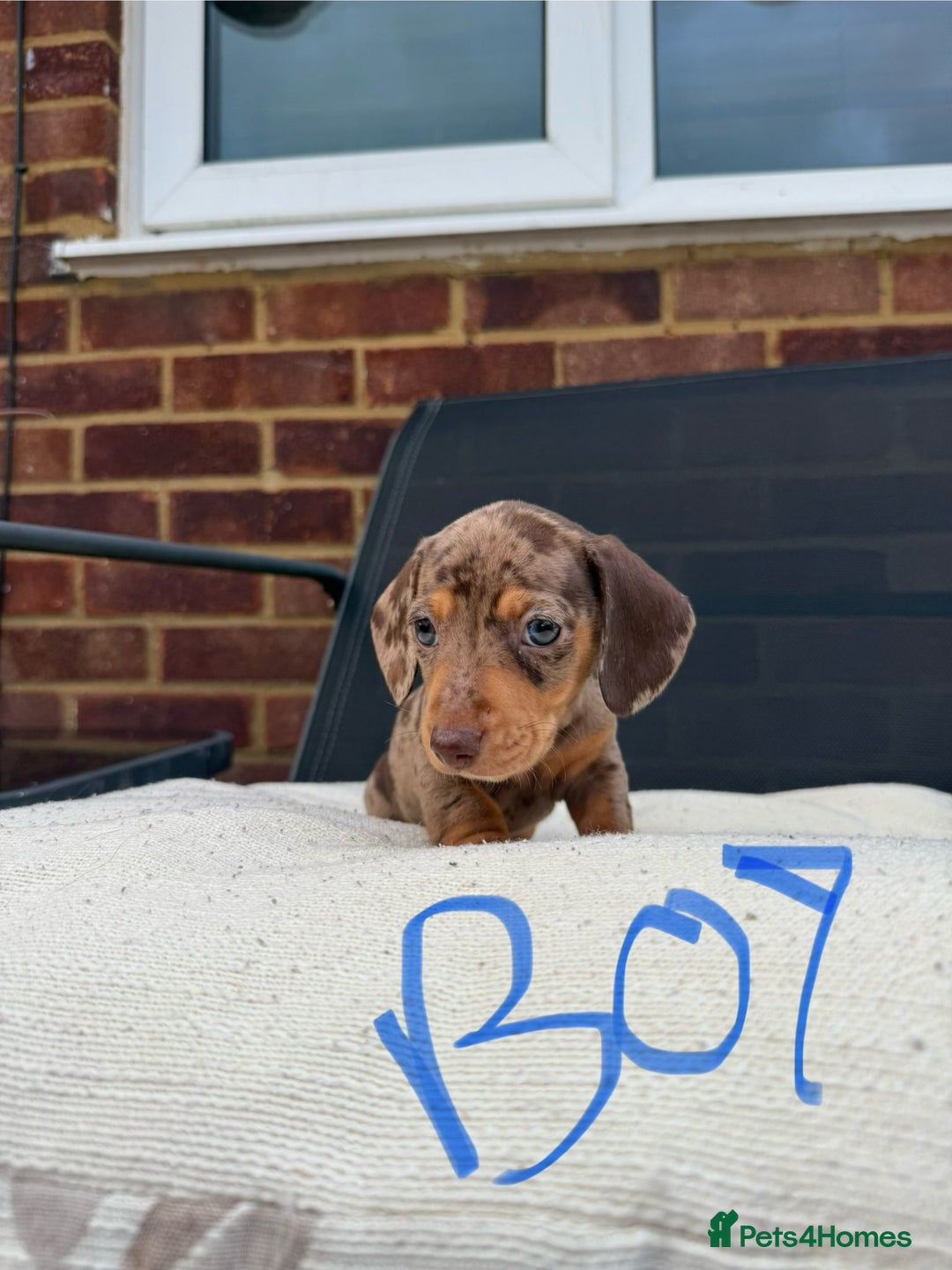 Miniature Dachshund dogs for sale: Miniature Dachshund - Image 13