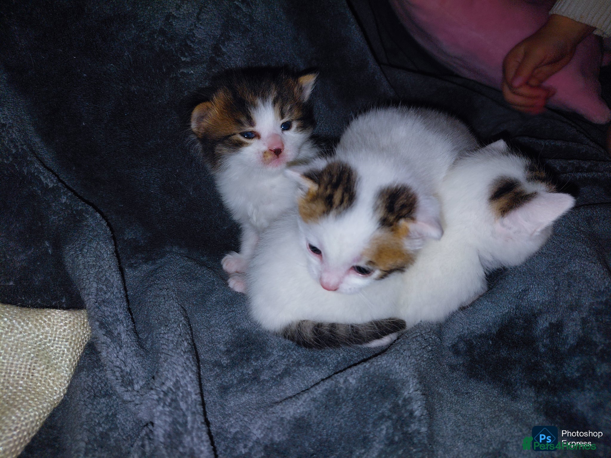 Mixed Breed cats mixed babies for sale  - Advert 16