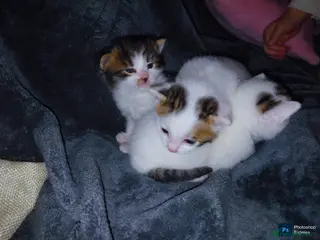 Mixed Breed cats mixed babies for sale - Advert 16