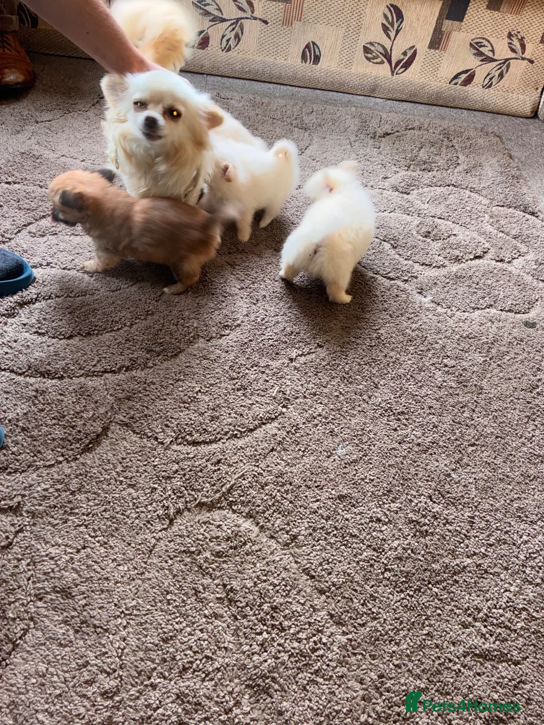 Pomeranian dogs for sale: Beautiful pomchis looking for a loving home  - Advert 2