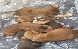 Cocker Spaniel dogs for sale: Show cocker spanials - Image 12