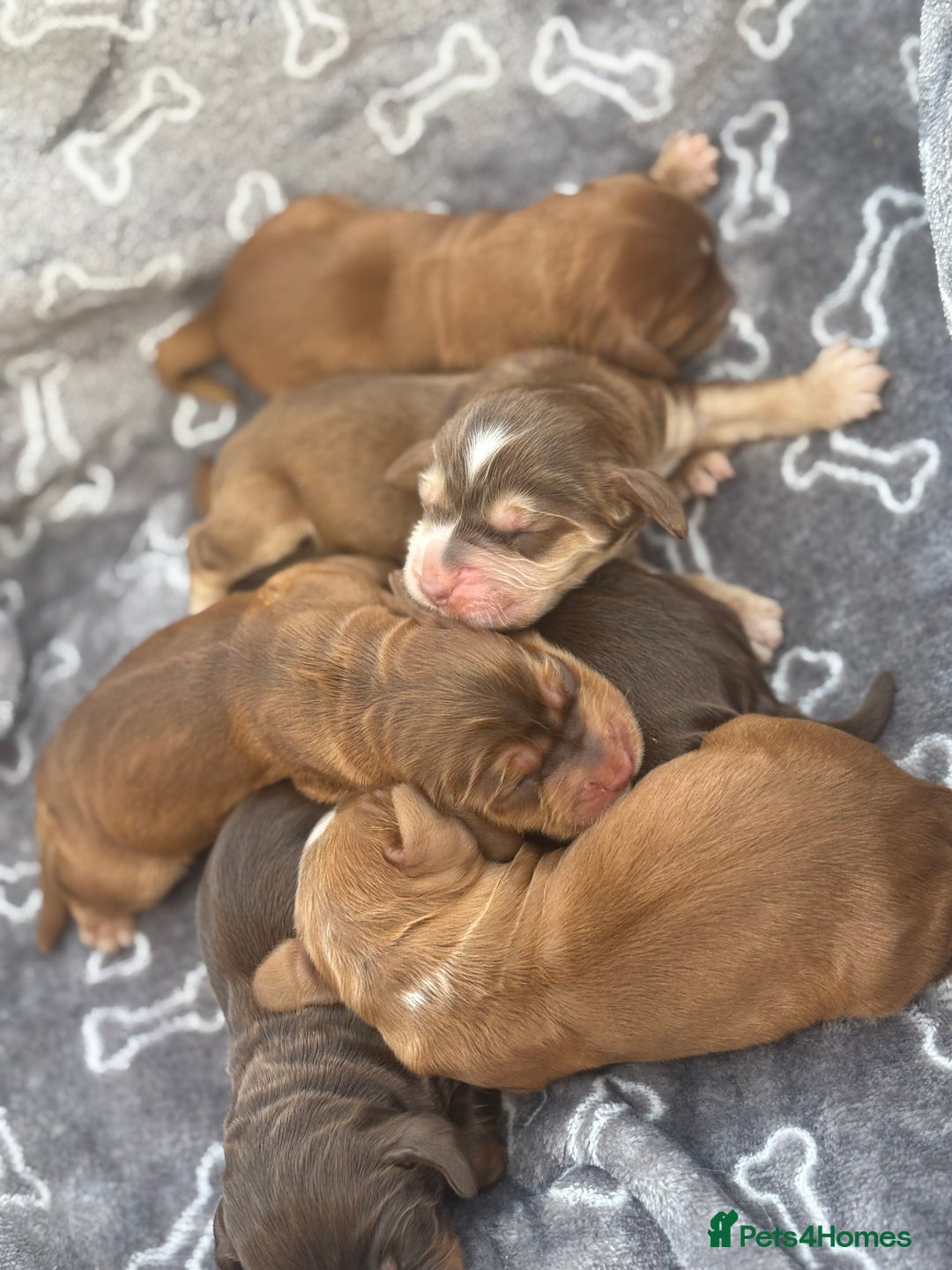 Cocker Spaniel dogs for sale: Show cocker spanials - Image 12
