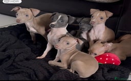 Italian Greyhound dogs for sale: KC Italian Greyhounds - 1 girl and 1 boy available - Image 8