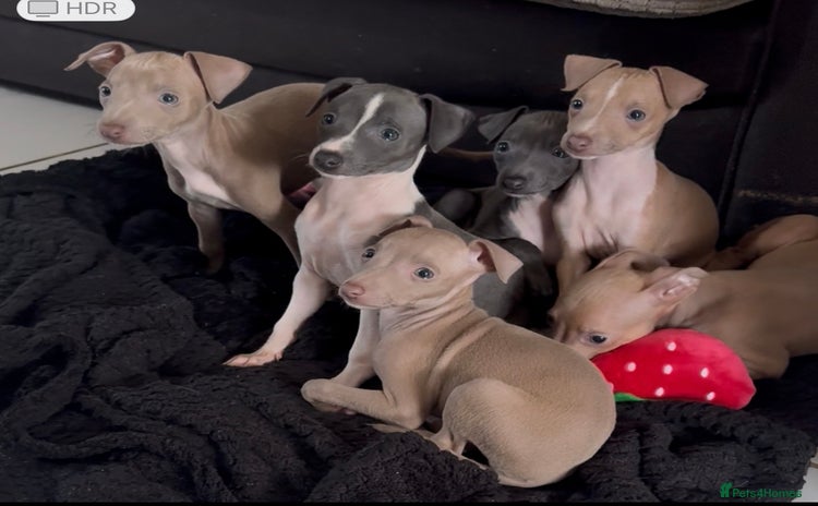 Italian Greyhound dogs - Advert 1