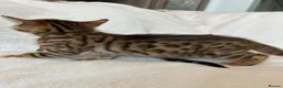 Bengal cats for sale: Stunning Pure Bengal Kittens Ready For Reservation - Advert 22