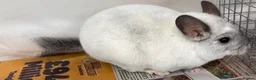 Chinchilla rodents for sale: Whitey, fabulous Wilson White boy - Advert 5
