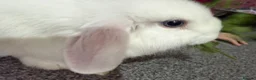 Mini Lop rabbits for sale: Lovely Mini lop for sale  (BEW) - Advert 5